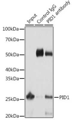 Immunoprecipitation: PID1 Antibody - Azide and BSA Free [NBP2-93820]