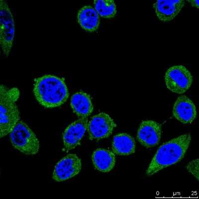 Immunocytochemistry/ Immunofluorescence: PIEZO1 Antibody (2-10) [NBP2-75617]