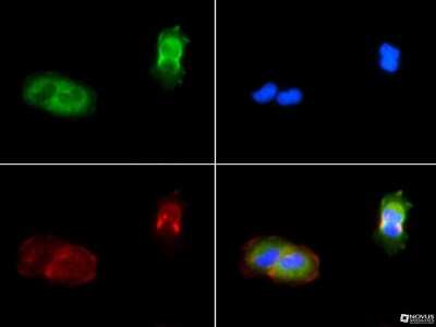 Immunocytochemistry/ Immunofluorescence: PIEZO1 Antibody - BSA Free [NBP1-78446]