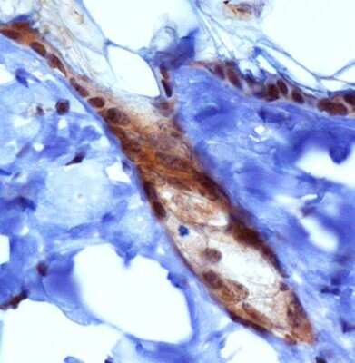 Immunohistochemistry: PIEZO1 Antibody - BSA Free [NBP1-78537]
