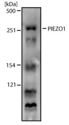 Western Blot: PIEZO1 AntibodyBSA Free [NBP1-78537]