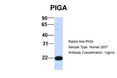 Western Blot: PIGA Antibody [NBP1-59701]