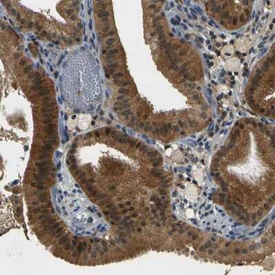 Immunohistochemistry-Paraffin: PIGL Antibody [NBP1-86471]