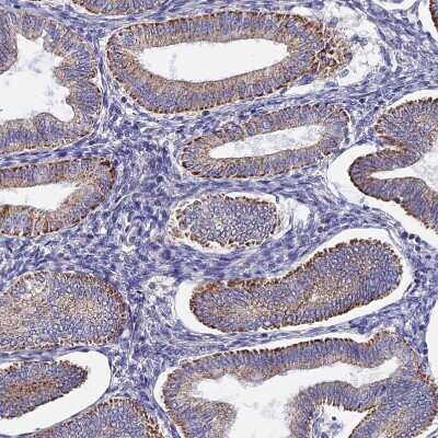Immunohistochemistry-Paraffin: PIGU Antibody [NBP2-30386]