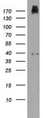 Western Blot: PIK3C2A Antibody (OTI3H2)Azide and BSA Free [NBP2-73405]