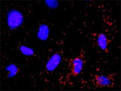 Proximity Ligation Assay: PI 3-Kinase p55 gamma Antibody (2F8) [H00008503-M02]