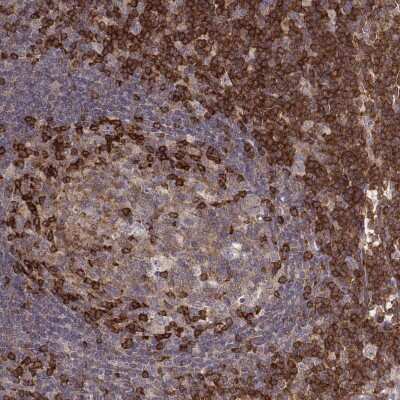 Immunohistochemistry-Paraffin: PILR-alpha Antibody [NBP2-55310]