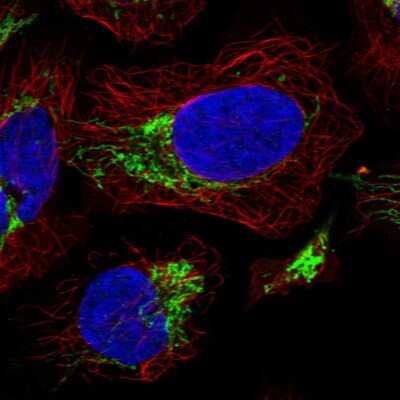 Immunocytochemistry/ Immunofluorescence: PILR-beta Antibody [NBP1-84701]
