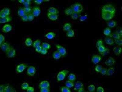 Immunocytochemistry/ Immunofluorescence: PIM2 Antibody (OTI5D5) - Azide and BSA Free [NBP2-73412]