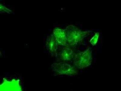 Immunocytochemistry/ Immunofluorescence: PIM2 Antibody (OTI5D5) [NBP2-02441]
