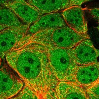 Immunocytochemistry/ Immunofluorescence: PIN/DLC8 Antibody [NBP2-58509]