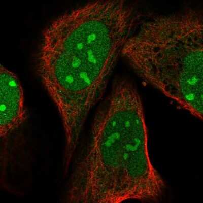 Immunocytochemistry/ Immunofluorescence: PIN4 Antibody [NBP2-55773]