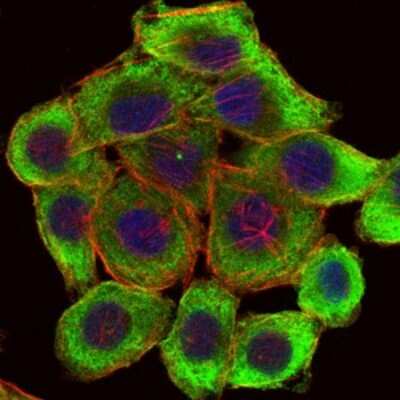 Immunocytochemistry/ Immunofluorescence: PINCH1/LIMS1 Antibody (5G7) - BSA Free [NBP2-37581]