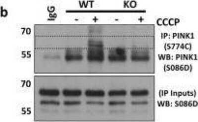 Knockout Validation of PINK1 Antibody in Treated/Untreated WT and PINK1 KO Mouse Platelets