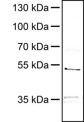Western Blot Detection of PINK1 in Neuro2A Whole Cell Lysate