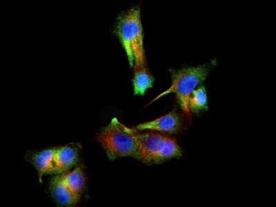 Immunocytochemistry/ Immunofluorescence: PINK1 Antibody - BSA Free [NBP1-49678]