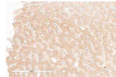Immunohistochemistry-Paraffin: PINK1 Antibody [NB600-973]