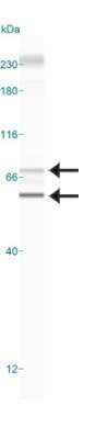 Simple Western: PINK1 AntibodyBSA Free [NBP1-49678]