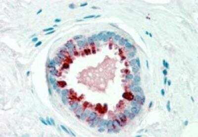 Immunohistochemistry-Paraffin: PIP Antibody [NB100-2923]
