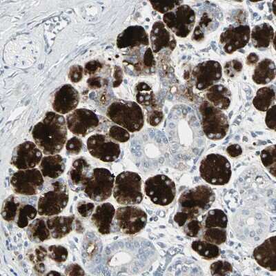 Immunohistochemistry-Paraffin: PIP Antibody [NBP1-83386]