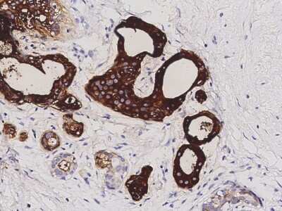 Immunohistochemistry-Paraffin: PIP Antibody [NBP2-98683]
