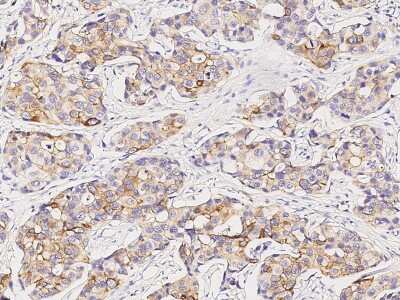 Immunohistochemistry-Paraffin: PIP Antibody [NBP2-98684]