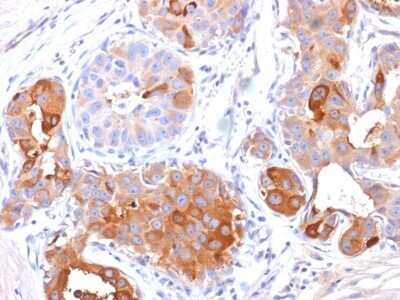 Immunohistochemistry-Paraffin: PIP Antibody (PIP/1571) - Azide and BSA Free [NBP2-54451]
