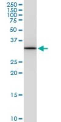Western Blot: PITPN Antibody (4G10) [H00005306-M01]