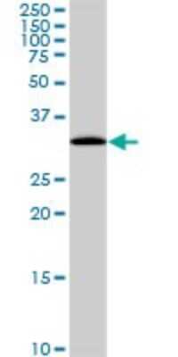 Western Blot: PITPN Antibody (4G10) [H00005306-M01]