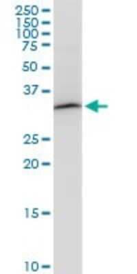 Western Blot: PITPN Antibody (4G10) [H00005306-M01]