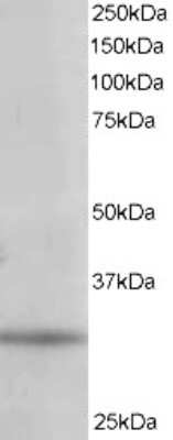 Western Blot: PITPN Antibody [NB100-1413]