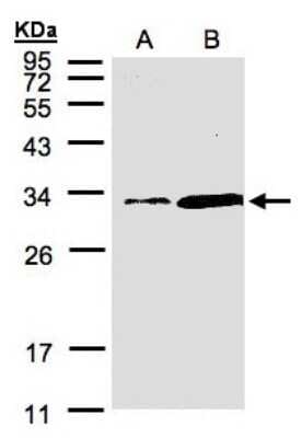 Western Blot: PITPN Antibody [NBP1-31042]
