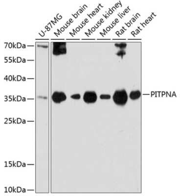 Western Blot: PITPN AntibodyAzide and BSA Free [NBP2-94205]