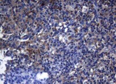 Immunohistochemistry-Paraffin: PITPNB Antibody (OTI6H10) [NBP2-46422]