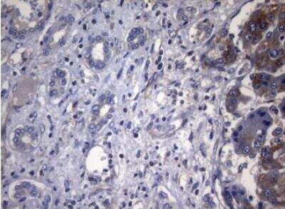 Immunohistochemistry-Paraffin: PITPNB Antibody (OTI6H10) [NBP2-46422]