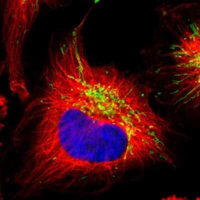Immunocytochemistry/ Immunofluorescence: PITRM1 Antibody [NBP1-81729]