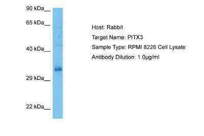 Western Blot: PITX3 Antibody [NBP2-85479]