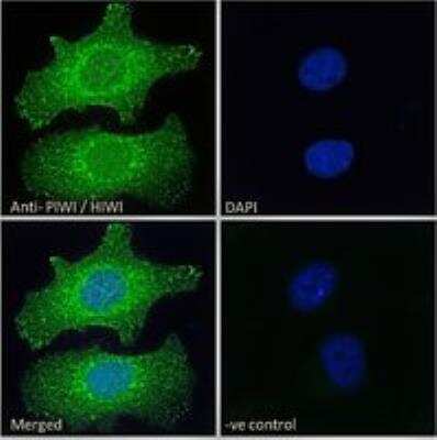 Immunocytochemistry/ Immunofluorescence: PIWIL1/HIWI Antibody [NBP1-06062]