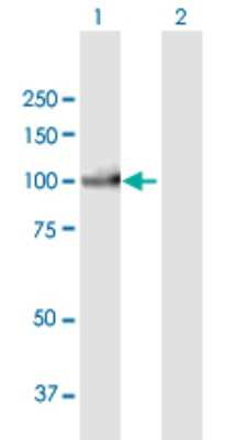 Western Blot: PIWIL3 Antibody [H00440822-B01P]