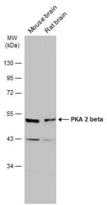 Western Blot: PKA 2 beta Antibody [NBP1-33773]