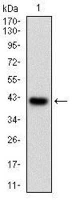 Western Blot: PKA C alpha Antibody (7H3A4)BSA Free [NBP2-37246]