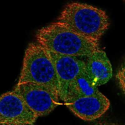 Immunocytochemistry/ Immunofluorescence: PKA C alpha Antibody [NBP2-57042]