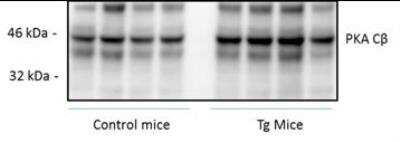 Western Blot: PKA C beta Antibody [NBP1-55008]