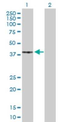 Western Blot: PKA C-gamma Antibody [H00005568-D01P]