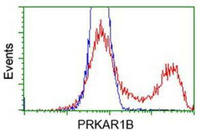 Flow Cytometry: PKA RI beta Antibody (OTI2A3) [NBP2-00634]