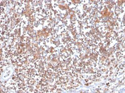 Immunohistochemistry-Paraffin: PKC alpha Antibody (133) - Azide and BSA Free [NBP3-08229]