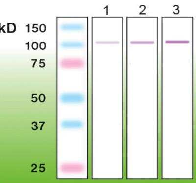 Western Blot: PKC alpha Antibody (G13-R) [NBP1-30121]