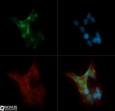 Immunocytochemistry/ Immunofluorescence: PKC alpha Antibody (MC5) - Azide and BSA Free [NBP2-80911]