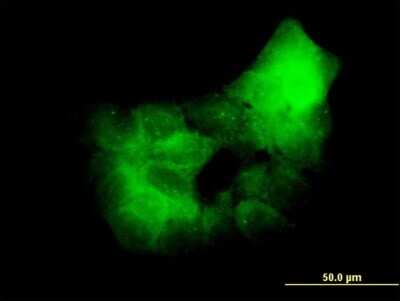 Immunocytochemistry/ Immunofluorescence: PKC delta Antibody (2E12) [H00005580-M06]