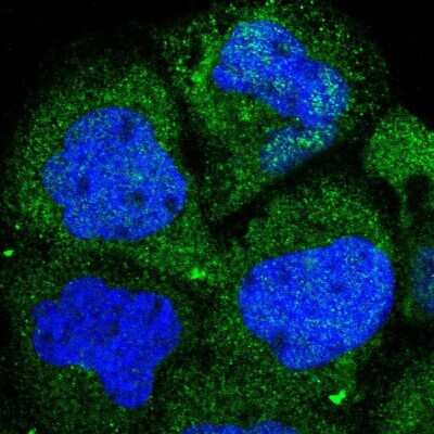 Immunocytochemistry/ Immunofluorescence: PKC delta Antibody [NBP1-90957]